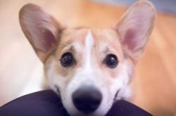 Οι σκύλοι κάνουν μονόζυγο;