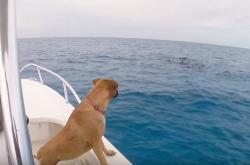 Δείτε τι κάνει αυτός ο σκύλος μόλις βλέπει δελφίνια!