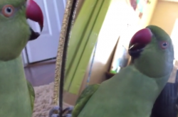 Αυτός ο παπαγάλος είναι..μεγάλο ψώνιο!