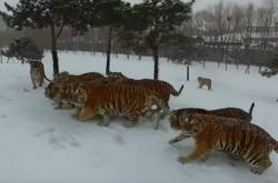  Τίγρεις προσπαθούν να διαλύσουν ένα...drone!