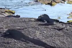 Τα πανέμορφα Γκαλαπάγκος σε ένα υπέροχο βίντεο