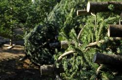 Χριστούγεννα 2016: Εγκρίθηκε η υλοτομία 6.750 δενδρυλλίων για Χριστουγεννιάτικα δέντρα 