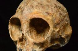 Παλαιοντολόγοι ανακάλυψαν στην Κένυα της Αφρικής το καλοδιατηρημένο απολίθωμα ενός νηπιακού κρανίου ηλικίας περίπου 13 εκατ. ετών, το οποίο ανήκε σε κάποιο κοινό πρόγονο των πιθήκων και των ανθρώπων