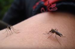 Δείτε πώς τα κουνούπια μας πίνουν το αίμα!