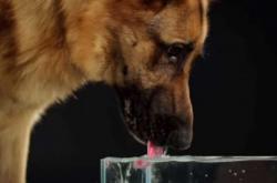 Εντυπωσιακό βίντεο: Δες σε αργή κίνηση πώς πίνει νερό ο σκύλος σου!