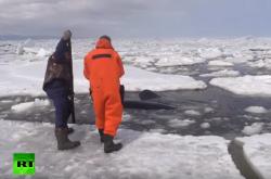 Ακτιβιστές σε αγωνιώδη διάσωση φαλαινών από τους πάγους