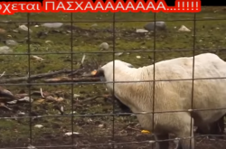 Πάσχα 2017: Τι..άποψη έχουν τα πρόβατα;