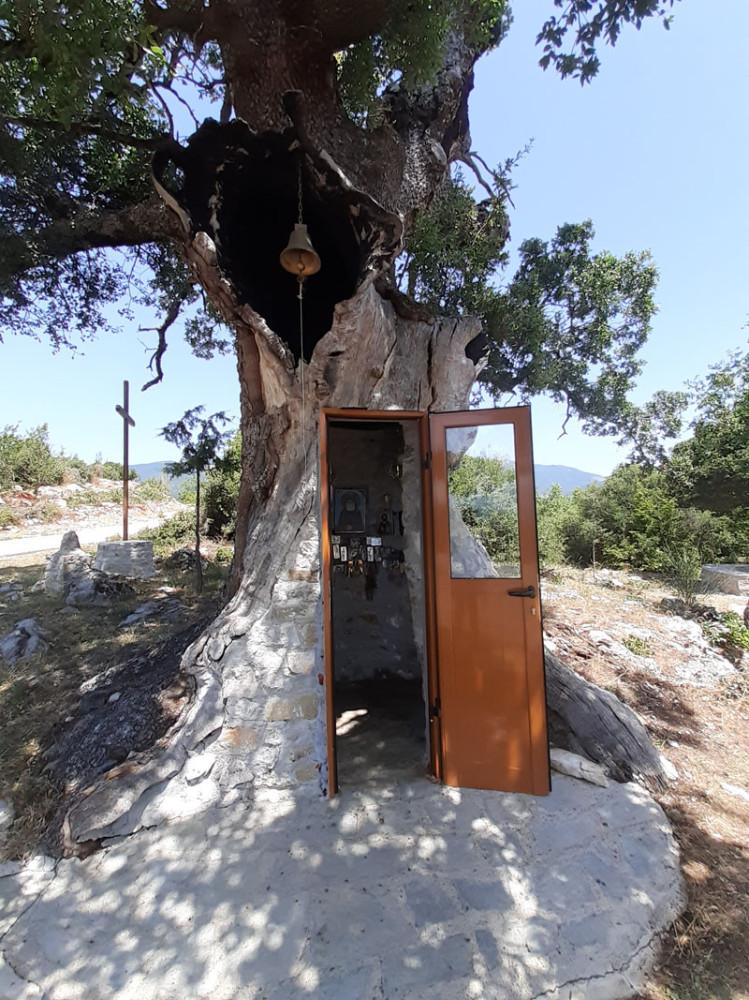 Η Δεντροκκλησιά του Αγίου Παϊσίου