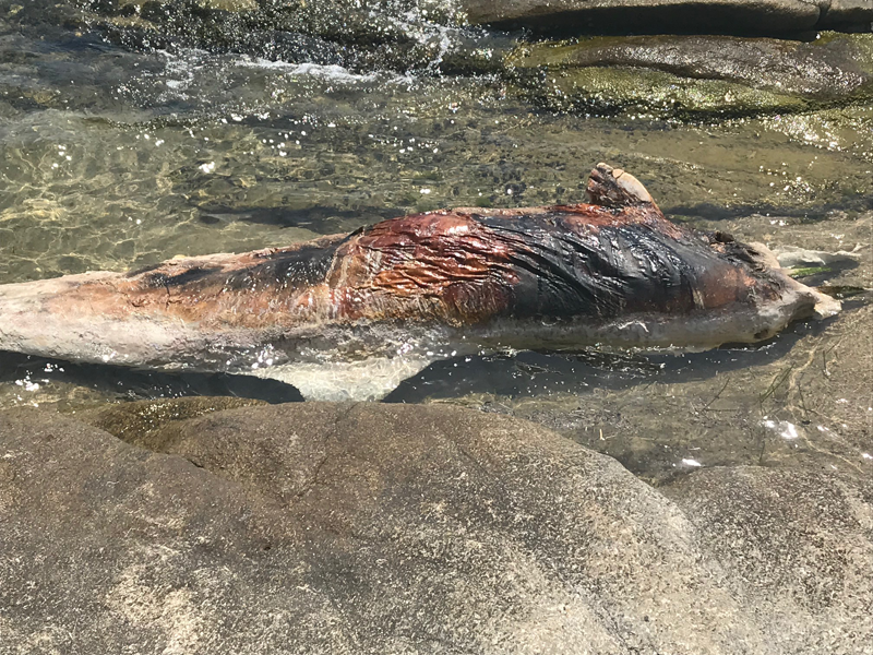 Ξεβράστηκε δελφίνι στην Κσβάλα