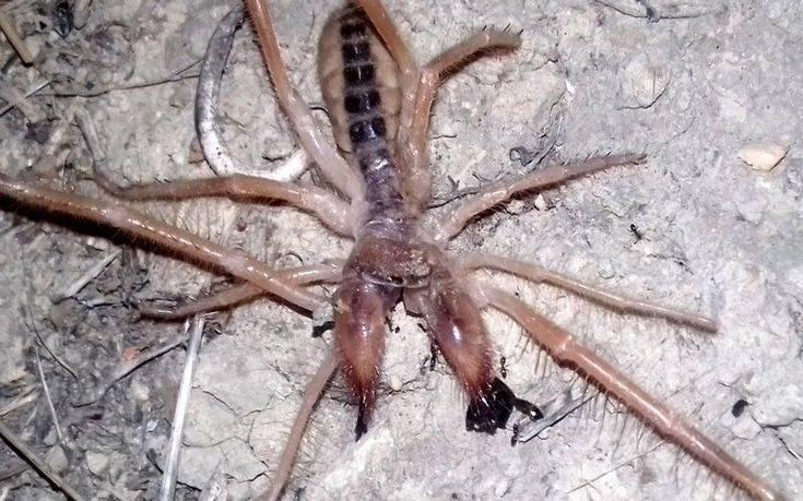 Αράχνη τέρας με… εξωγήινη εμφάνιση εμφανίστηκε στην Ελλάδα και σκορπά τον τρόμο (ΦΩΤΟ)
