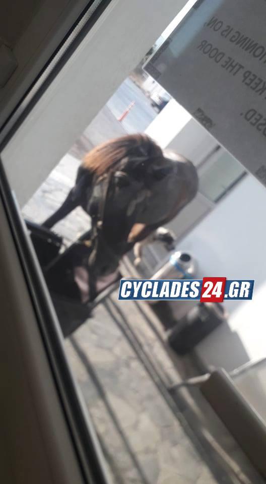 Δείτε τη ξαφνική «εισβολή» ενός αλόγου στο Αεροδρόμιο της Νάξου