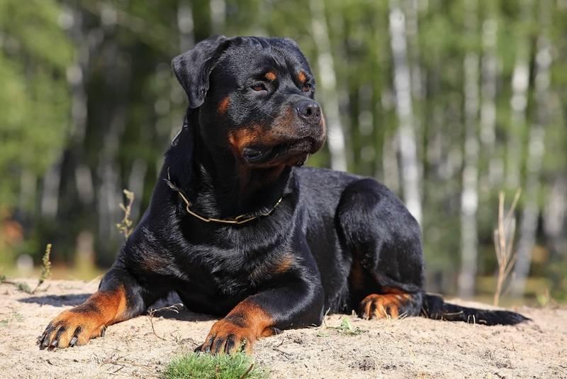 rotweiler