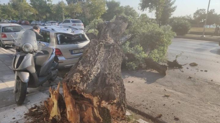Έπεσε λεύκα στη λεωφόρο Μ. Αλεξάνδρου στην Θεσσαλονίκη