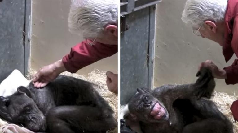 Θα κλάψετε! 59χρονος ετοιμοθάνατος χιμπατζής αρνείται φαγητό αλλά μετά αναγνωρίζει τον άντρα που τον φρόντιζε