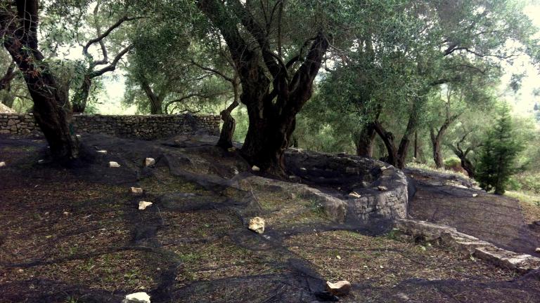 Χαλκιδική: Σπείρα με λεία 2 τόνους ελιές σε μια εβδομάδα