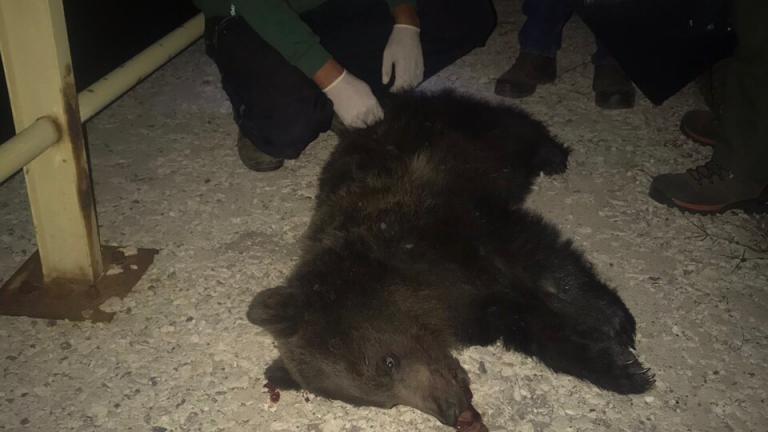 Θεσσαλονίκη: "Τρίτωσε το κακό"  - τρίτη αρκούδα σκοτώθηκε από όχημα μέσα σε 3 μήνες