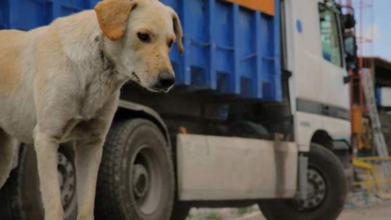 Greek Animal Rescue: «Αδέσποτες» ιστορίες (BINTEO)