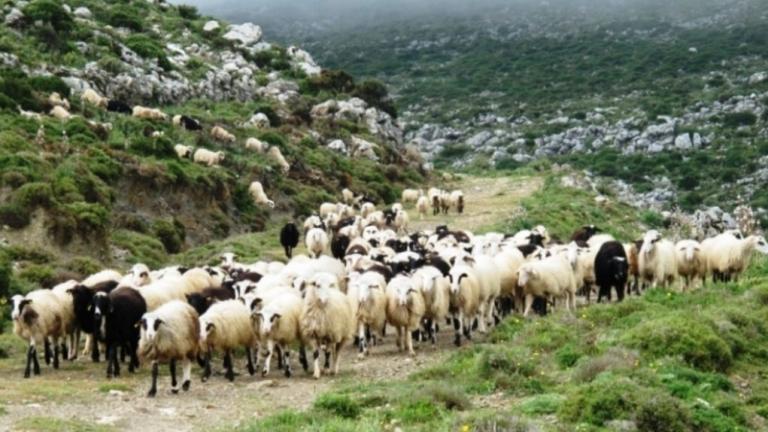 Λέσβος: Σε κατάσταση έκτακτης ανάγκης - Επιδημία ευλογιάς στα πρόβατα