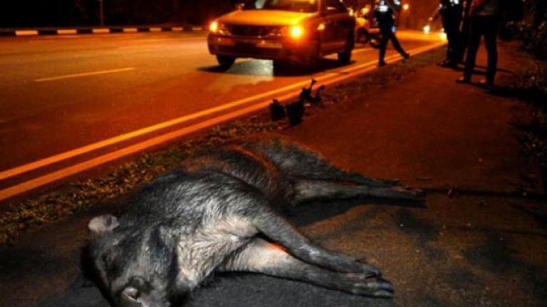 Απίστευτο τροχαίο στη Λαμία! Αγριογούρουνα έπεσαν πάνω σε νταλίκα!