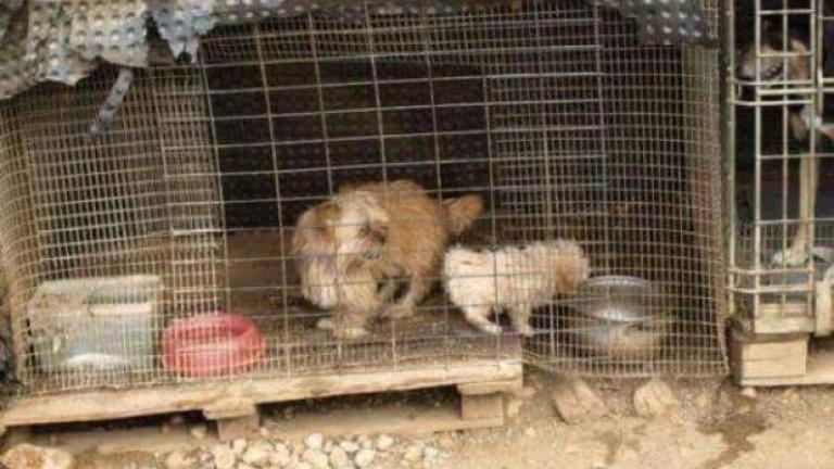 Σώθηκαν δεκάδες σκυλιά από κολαστήριο-υγειονομική βόμβα στη Κρήτη (ΦΩΤΟ)