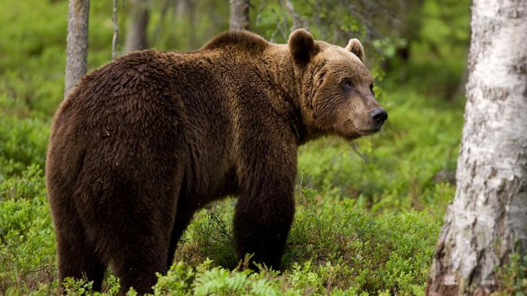 Αρνήθηκαν την αποζημίωση σε οικογένεια που αρκούδα σκότωσε κτηνοτρόφο