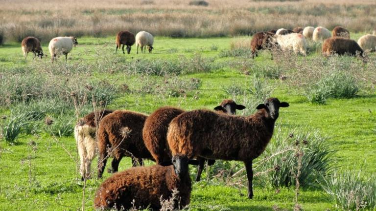 Μεγάλο πρόβλημα έχει προκαλέσει στο νησί της Μυτιλήνης η επιδημία ευλογιάς σε πρόβατα 