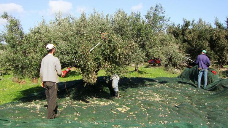 Απίστευτη κρητική πατέντα για το μάζεμα ελιάς (ΒΙΝΤΕΟ)