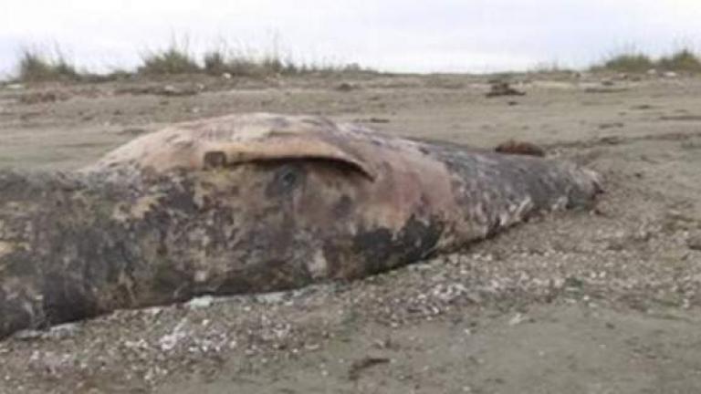 Ένα σπάνιο αρχαίο είδος φάλαινας εντοπίστηκε στις ακτές του Απαλού στην Αλεξανδρούπολη (ΒΙΝΤΕΟ)