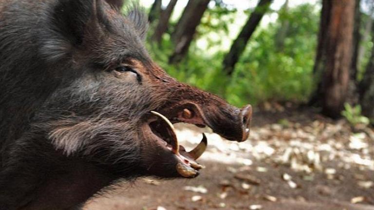 Απιστευτο περιστατικο στη Φθιωτιδα: Αγριογουρουνο δαγκωσε κυνηγο