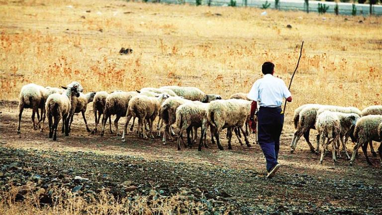 ΕΛΓΑ: Αποζημιώσεις ύψους 1.042.583,10 ευρώ σε 1.081 δικαιούχους κτηνοτρόφους
