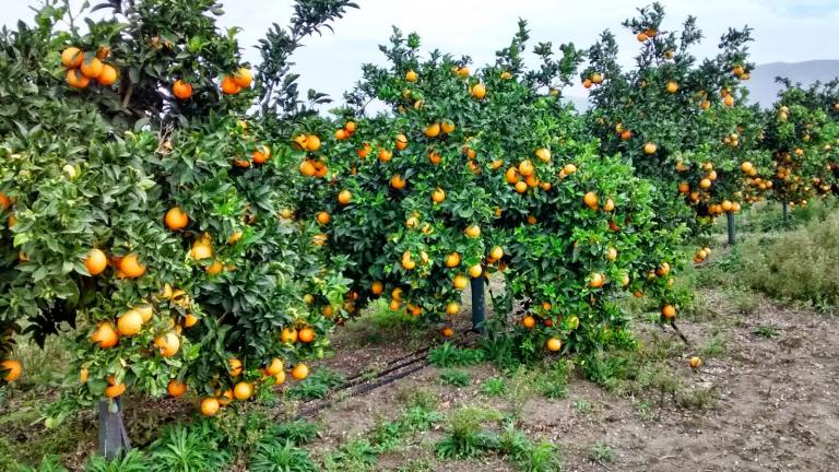 Απίστευτο πορτοκάλι γίγας βρέθηκε στη Κρήτη! (ΦΩΤΟ)