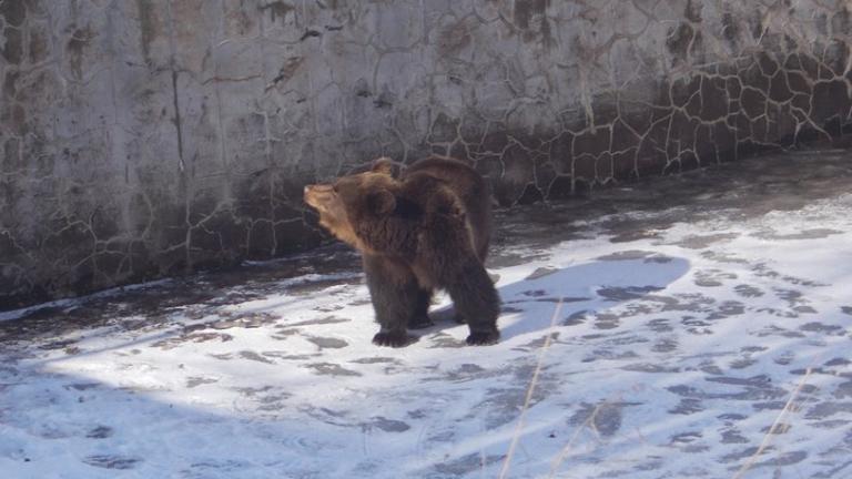 Απελευθέρωσαν και έσωσαν αρκούδα στη Δράμα