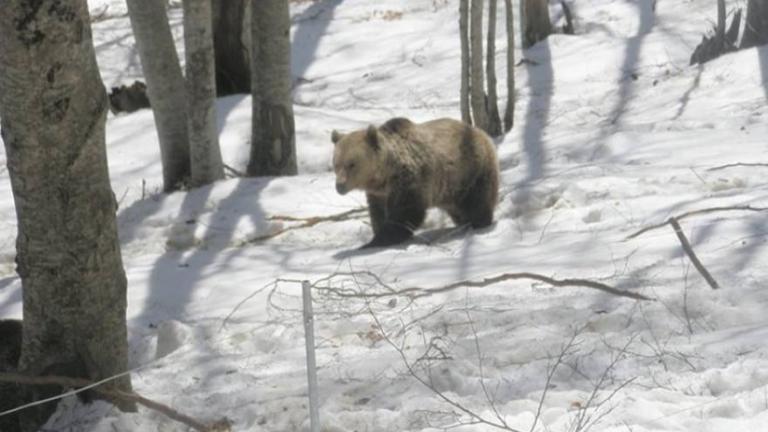 Στις φωλιές τους για τη χειμερία νάρκη άρχισαν να αποσύρονται σιγά-σιγά οι αρκούδες του Αρκτούρου 