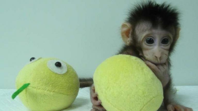 Ένα βήμα πριν την κλωνοποίηση ανθρώπου - Κινέζοι κλωνοποίησαν μαϊμούδες