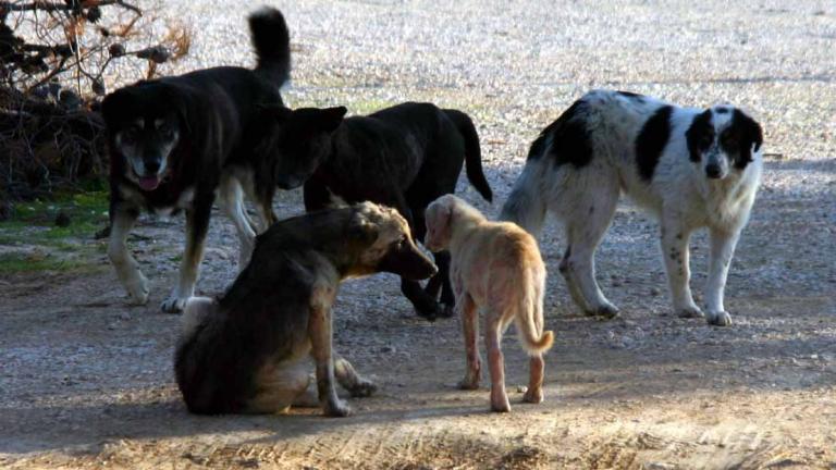 Με λογικές εξόντωσης προσπαθεί η κυβέρνηση να αντιμετωπίσει το ζήτημα με τα αδέσποτα ζώα