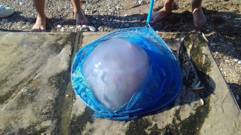 Ο φόβος για τις τσούχτρες στον Κορινθιακό, επανέρχεται-Φόβοι ότι θα επαναληφθεί το περσινό καλοκαίρι