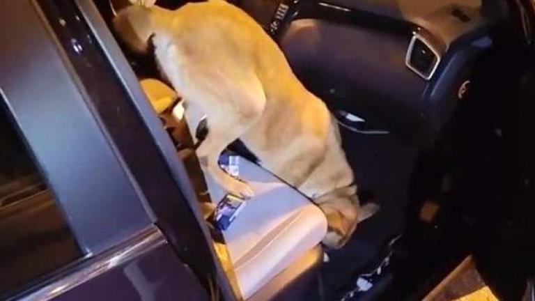 Στην δημοσιότητα έδωσε το Λιμενικό ένα αποκαλυπτικό βίντεο που δείχνει έναν ενδεικτικό έλεγχο με λαβράκι με αστυνομικό σκύλο (ΒΙΝΤΕΟ)