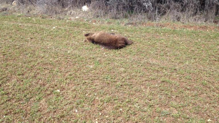 Βρέθηκε νεκρό αρκουδάκι στην Κοζάνη 