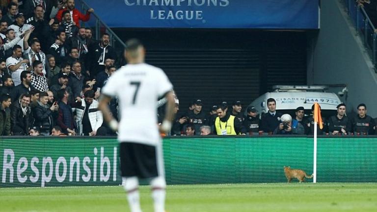 Champions League: Η γάτα που διέκοψε το Μπεσίκτας-Μπάγερν και βγήκε MVP (ΦΩΤΟ)