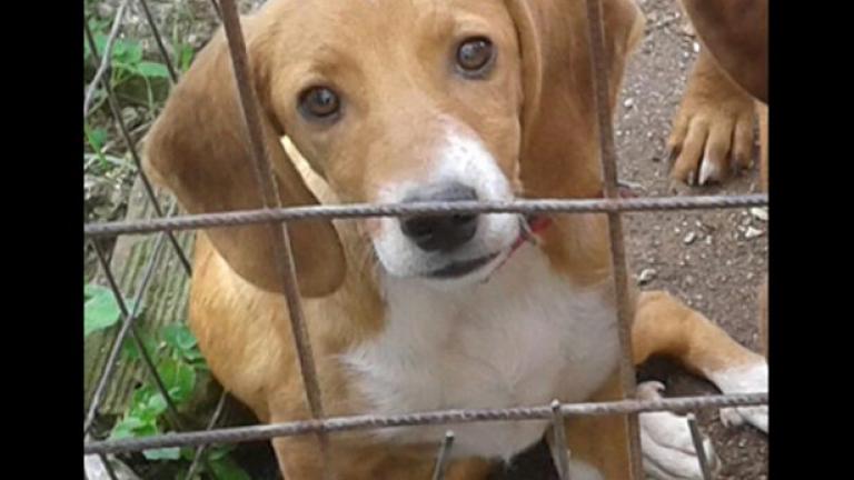 Νέα τροπή στον άγριο βασανισμό σκύλου από δύο φαντάρους σε στρατόπεδο στην Κόνιτσα - Ο  κυνηγός που αναφέρει ότι του ανήκει (ΒΙΝΤΕΟ)