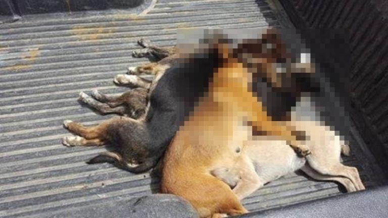 Κτηνωδία στην Κρήτη: Δηλητηρίασαν μαζικά σκύλους 