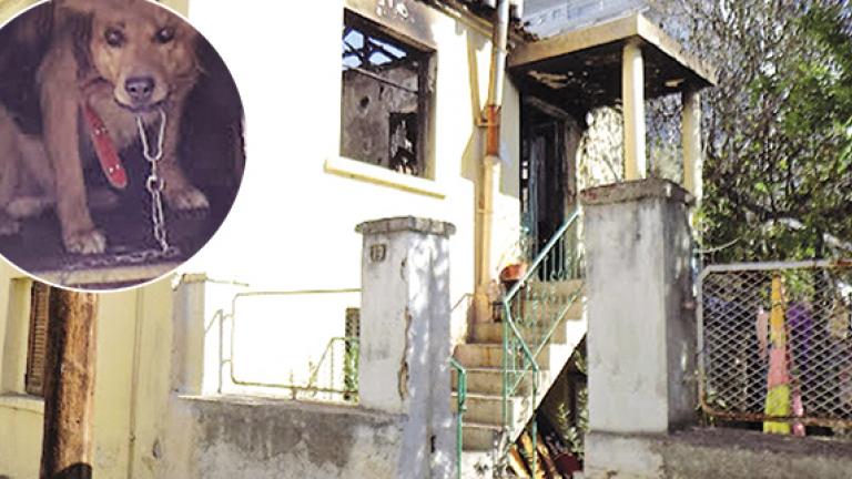Σκύλος «πυροσβέστης» στην Ξάνθη έσωσε από τον θάνατο γυναίκα με ειδικές ανάγκες