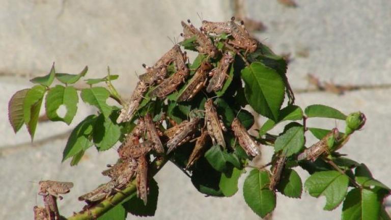 Λέσβος: Οι ακρίδες απειλούν τις καλλιέργειες