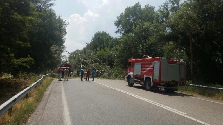 Νεκρός άνδρας από πτώση δέντρου στην Εγνατία Οδό