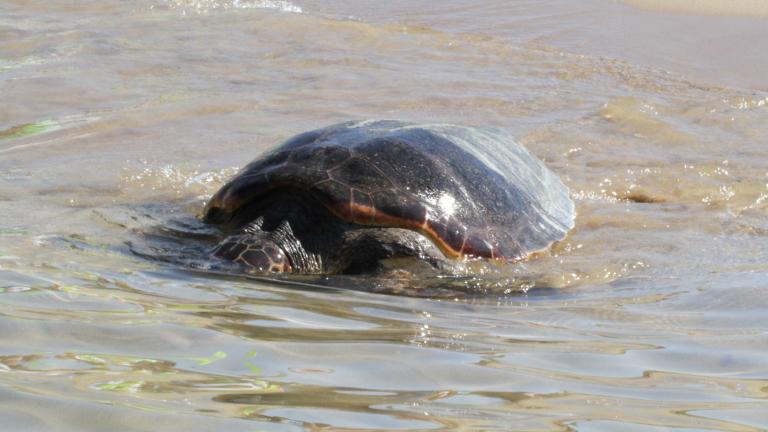 Ανησυχία στις κατά τόπους Αρχές της Λακωνίας για δεύτερη νεκρή θαλάσσια χελώνα καρέτα καρέτα