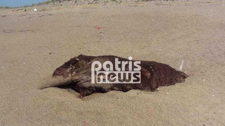 Ηλεία: Βρήκαν νεκρό ταύρο σε παραλία! 
