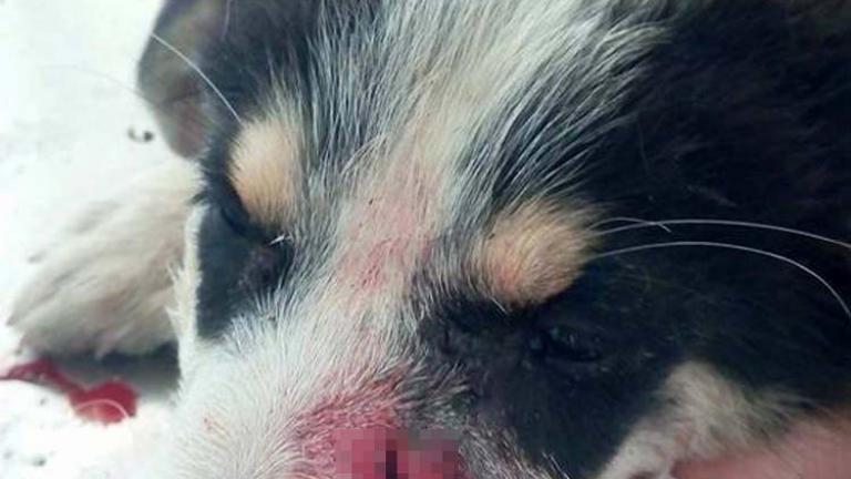 Λάρισα: Ακόμα ένα θλιβερό περιστατικό κακοποίησης ζώου-Χτύπησε ανελέητα με λοστό κουταβάκι (ΦΩΤΟ)