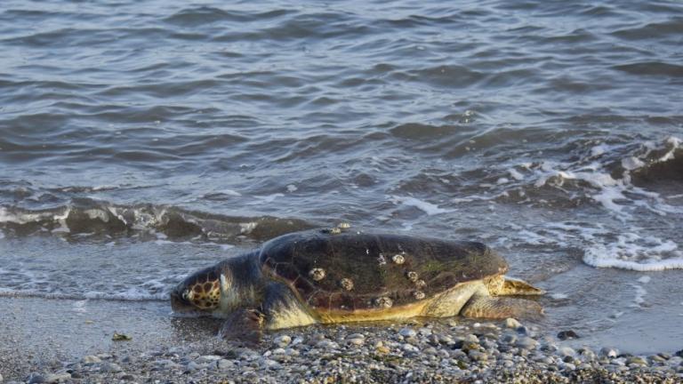 Πληθαίνουν τα κρούσματα με νεκρές χελώνες καρέτα - καρέτα