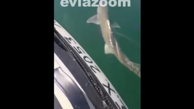 Χαλκίδα: Πήγαν βόλτα με την βάρκα και συνάντησαν καρχαρία 