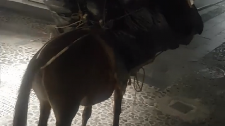 Σάλο έχει προκαλέσει το βίντεο με το φορτωμένο  γαϊδουράκι στη Σαντορίνη (ΒΙΝΤΕΟ)